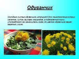 Использование цветов в кулинарии, слайд 9