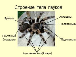 В мире пауков, слайд 4