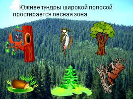 Природные зоны России, слайд 17