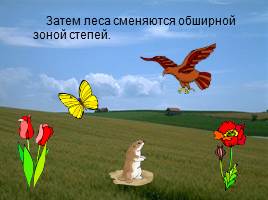 Природные зоны России, слайд 18