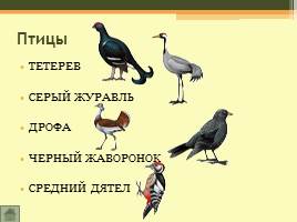 Животный мир Волгоградской области, слайд 10
