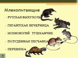 Животный мир Волгоградской области, слайд 11