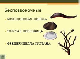 Животный мир Волгоградской области, слайд 4