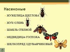 Животный мир Волгоградской области, слайд 5