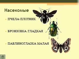 Животный мир Волгоградской области, слайд 6