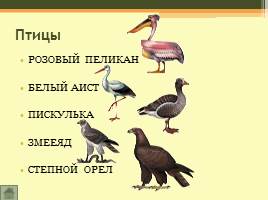 Животный мир Волгоградской области, слайд 9