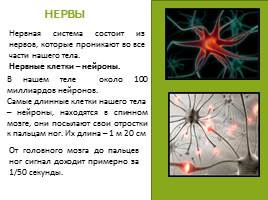 Нервная система, слайд 6