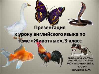 Презентация Животные - animal